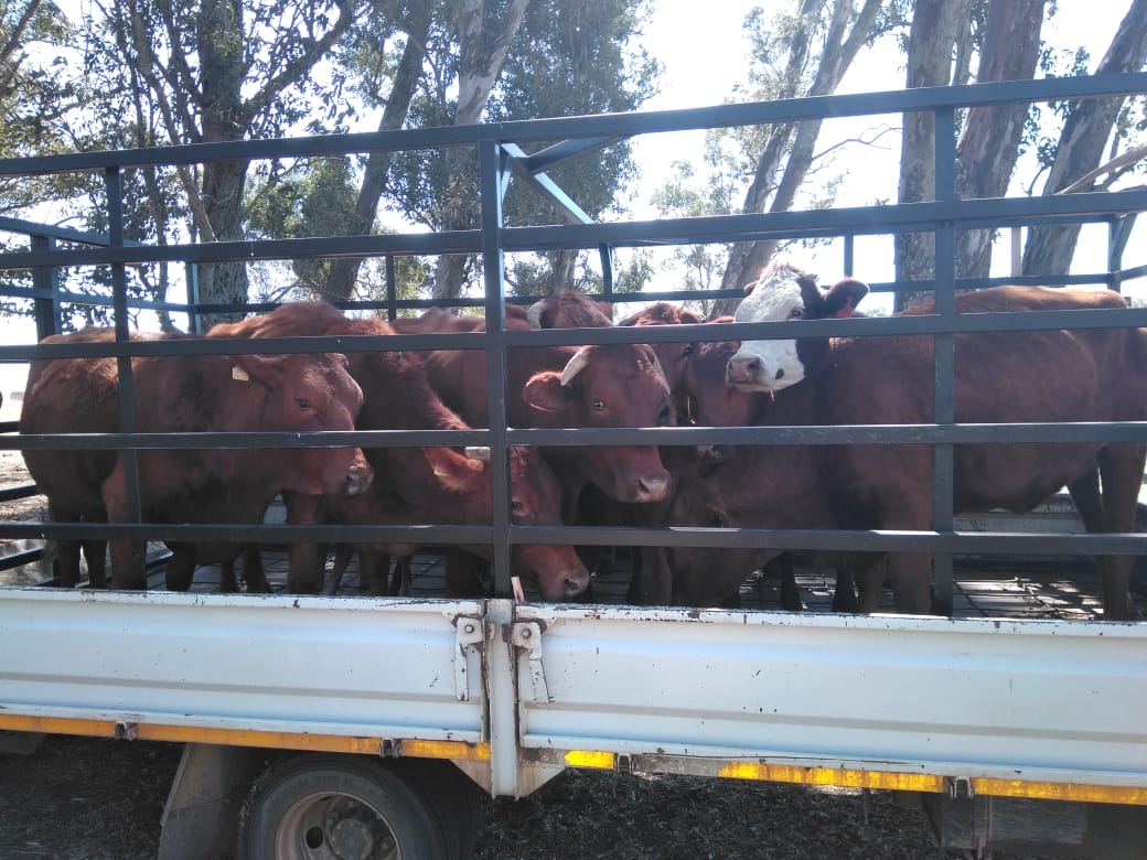 Two Men Arrested for Transporting 39 Livestock Without Documents at Ha Lejone