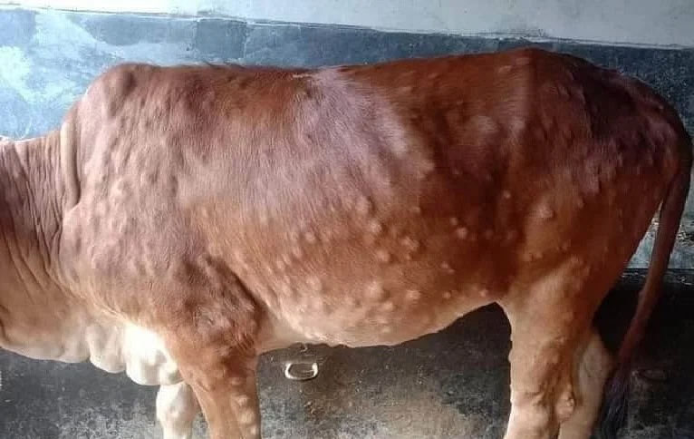 Lumpy skin disease reported in Lesotho