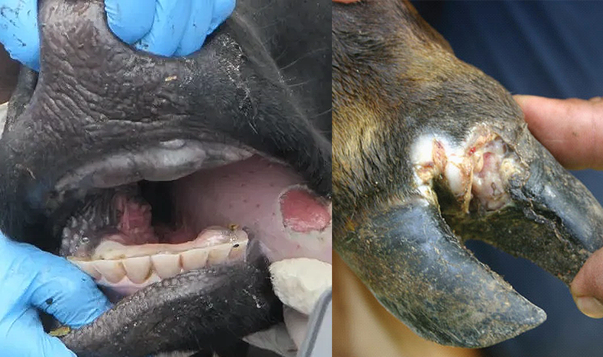 Mofosi Confirms Foot-and-Mouth Disease Cases Following South Africa Outbreak