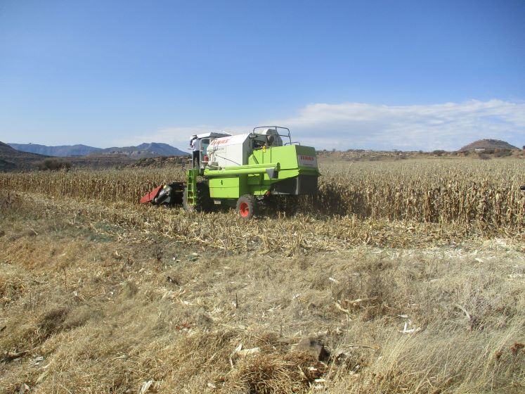 Monokoane Urges Housing Corporation to Allow Crop Harvest Amid Hunger Crisis